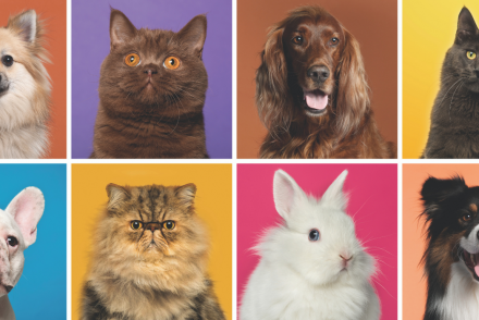 Como ajudar projetos de causa animal: Cães e gatos de diversas raças