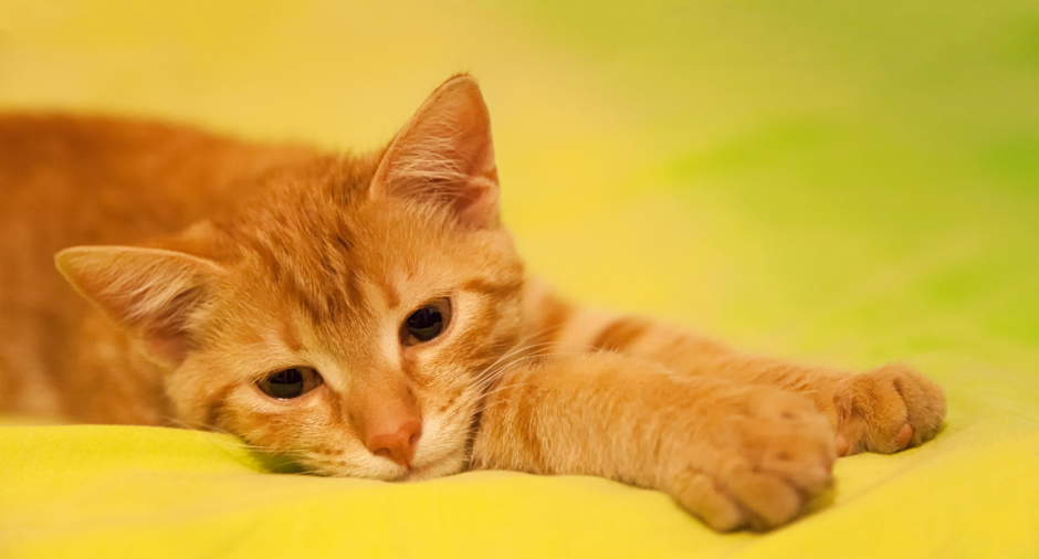 Gato laranja deitado sobre fundo amarelo para representar o artigo:O que fazer quando encontrar um gato machucado?